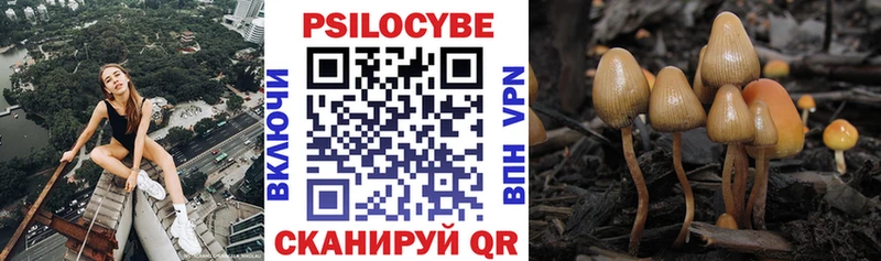 купить наркотик  Магас  Галлюциногенные грибы GOLDEN TEACHER 